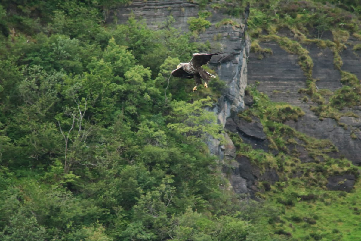 intrepidjanner's tweet image. Amazing trip to Scotland this summer and wildlife spotting with the family. These are just a few pics (otter in 1st). Plus golden eagles, osprey, reed deer and seals