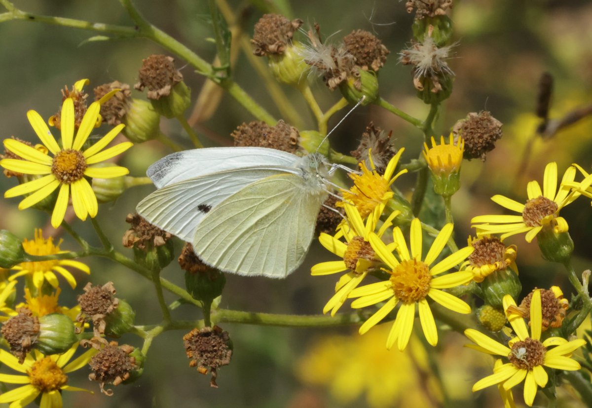 JeremyBCSWhite's tweet photo. Yesterday's UKBMS count @RSPBNewport Wetlands found 102 butterflies of 7 species and some sunshine let me photograph a few. Small white; Red admiral taking water from the sugary surface of some blackberries; 2 Green veined whites; and a slightly worn but still vivid Common blue. https://t.co/eRL6LbOELl