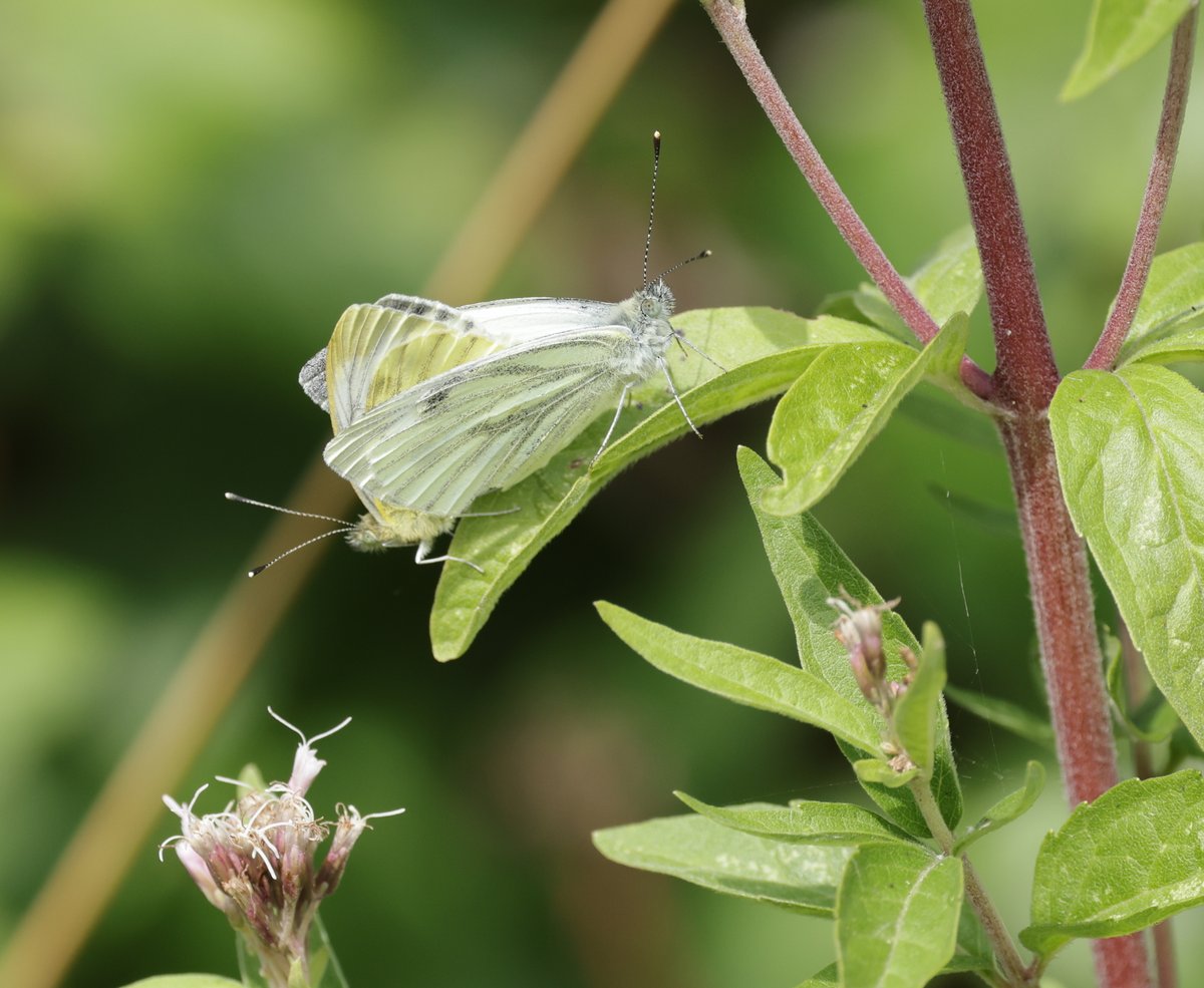 JeremyBCSWhite's tweet photo. Yesterday's UKBMS count @RSPBNewport Wetlands found 102 butterflies of 7 species and some sunshine let me photograph a few. Small white; Red admiral taking water from the sugary surface of some blackberries; 2 Green veined whites; and a slightly worn but still vivid Common blue. https://t.co/eRL6LbOELl