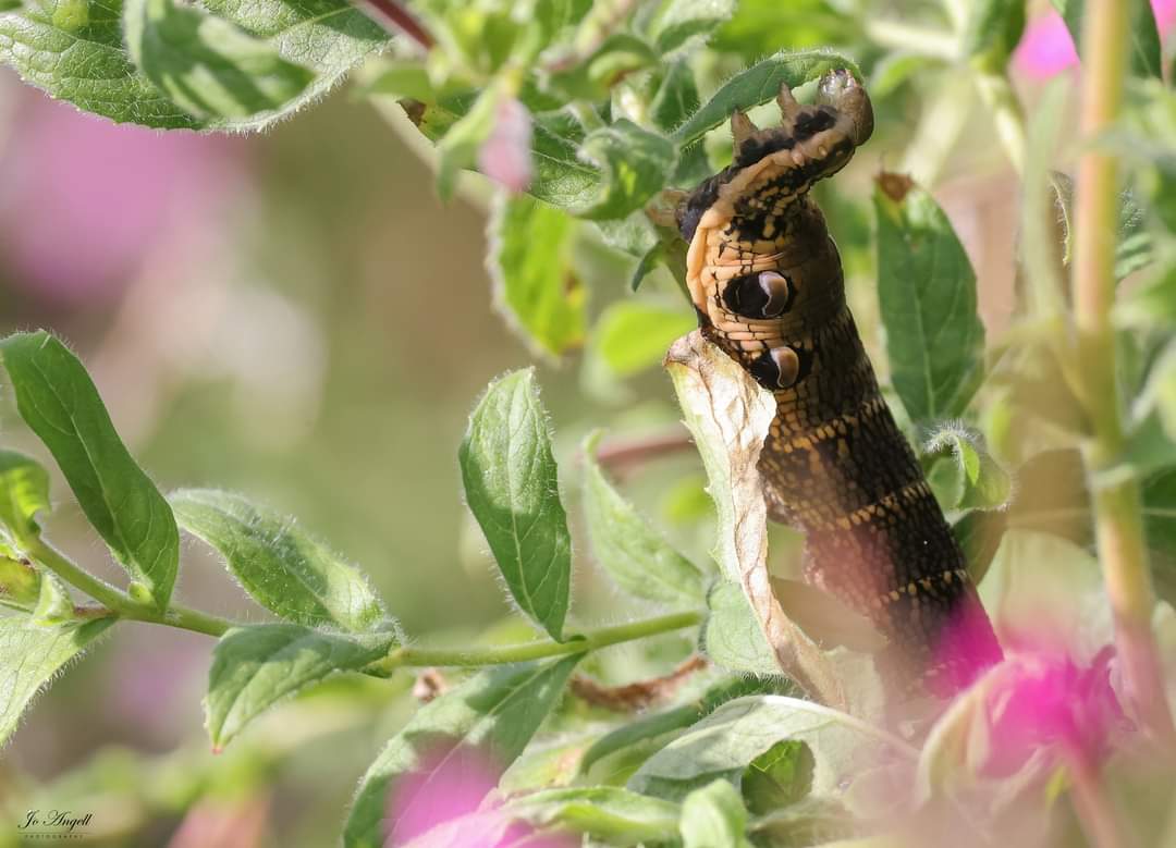 Jo Angell (@joangell5) on Twitter photo Elephant hawk moth caterpillars. My first time finding and seeing them π 2 large green ones and 1 brown one in one spot.
<a href="/CanonUKandIE/">Canon UK and Ireland</a> <a href="/TheParksTrust/">The Parks Trust</a> #theparkstrust #scenesfrommk <a href="/scenesfromMK/">scenesfromMK</a> #Buckinghamshire #cupoty Elephant hawk moth caterpillars. My first time finding and seeing them π 2 large green ones and 1 brown one in one spot.
<a href="/CanonUKandIE/">Canon UK and Ireland</a> <a href="/TheParksTrust/">The Parks Trust</a> #theparkstrust #scenesfrommk <a href="/scenesfromMK/">scenesfromMK</a> #Buckinghamshire #cupoty