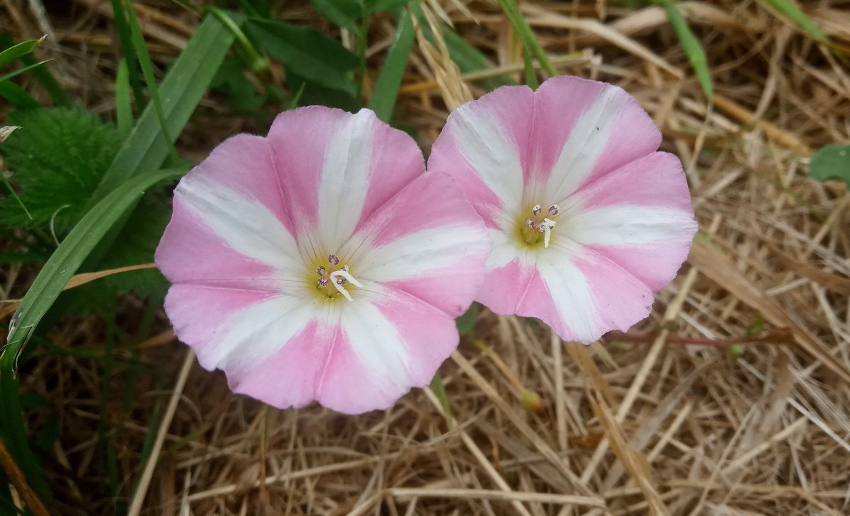mathew frith (@frithinwood) on Twitter photo whether withywind, bellbind or fairies' winecups, it's more of a scrambler than a climber; candy trumpets of field bindweed blast glorious #WildflowerHour #ClimbingPlants <a href="/wildflower_hour/">wildflowerhour</a> <a href="/w/">Brian Jones</a> whether withywind, bellbind or fairies' winecups, it's more of a scrambler than a climber; candy trumpets of field bindweed blast glorious #WildflowerHour #ClimbingPlants <a href="/wildflower_hour/">wildflowerhour</a> <a href="/w/">Brian Jones</a>