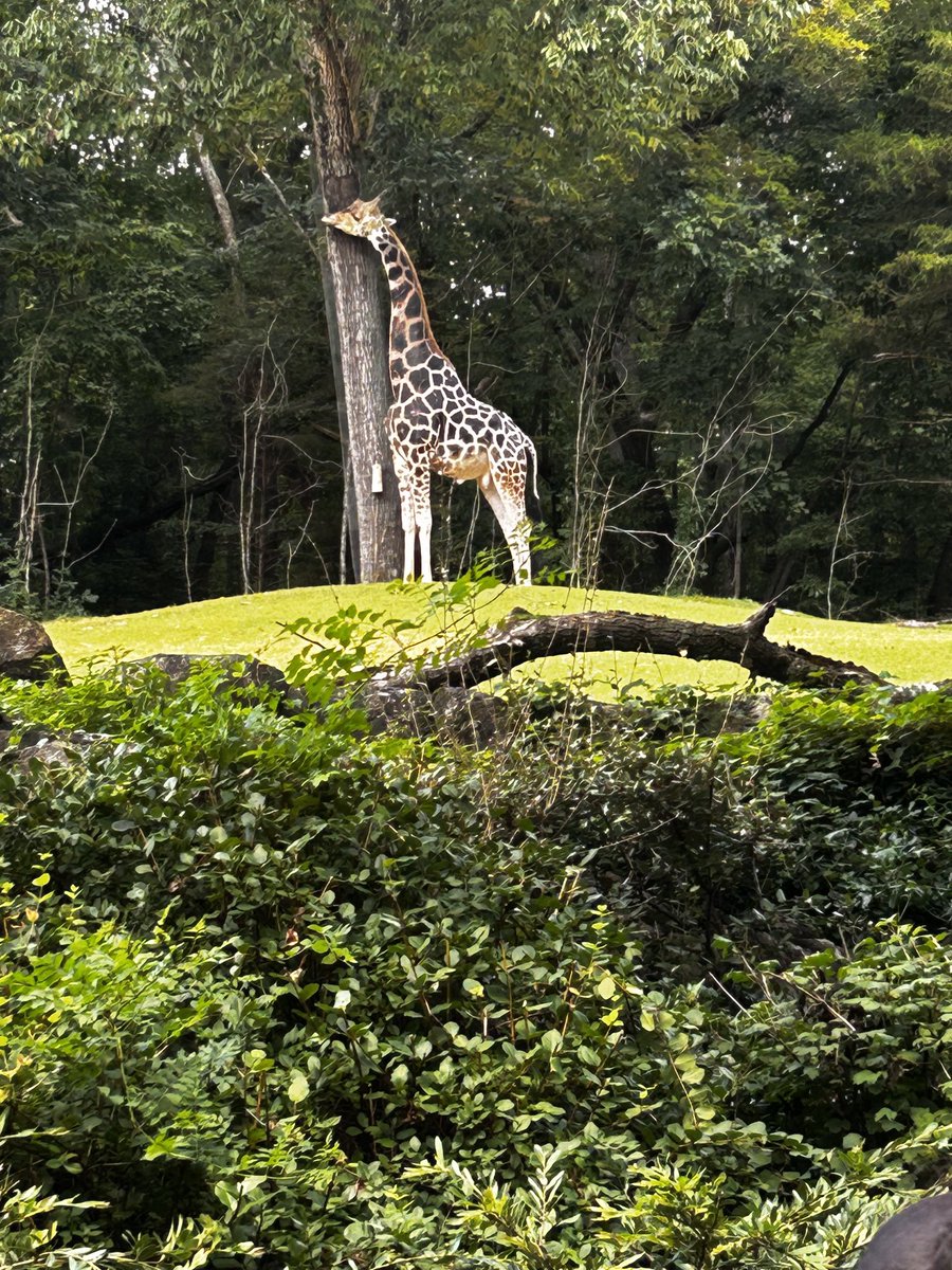 My favorite sweet beast. Beautiful