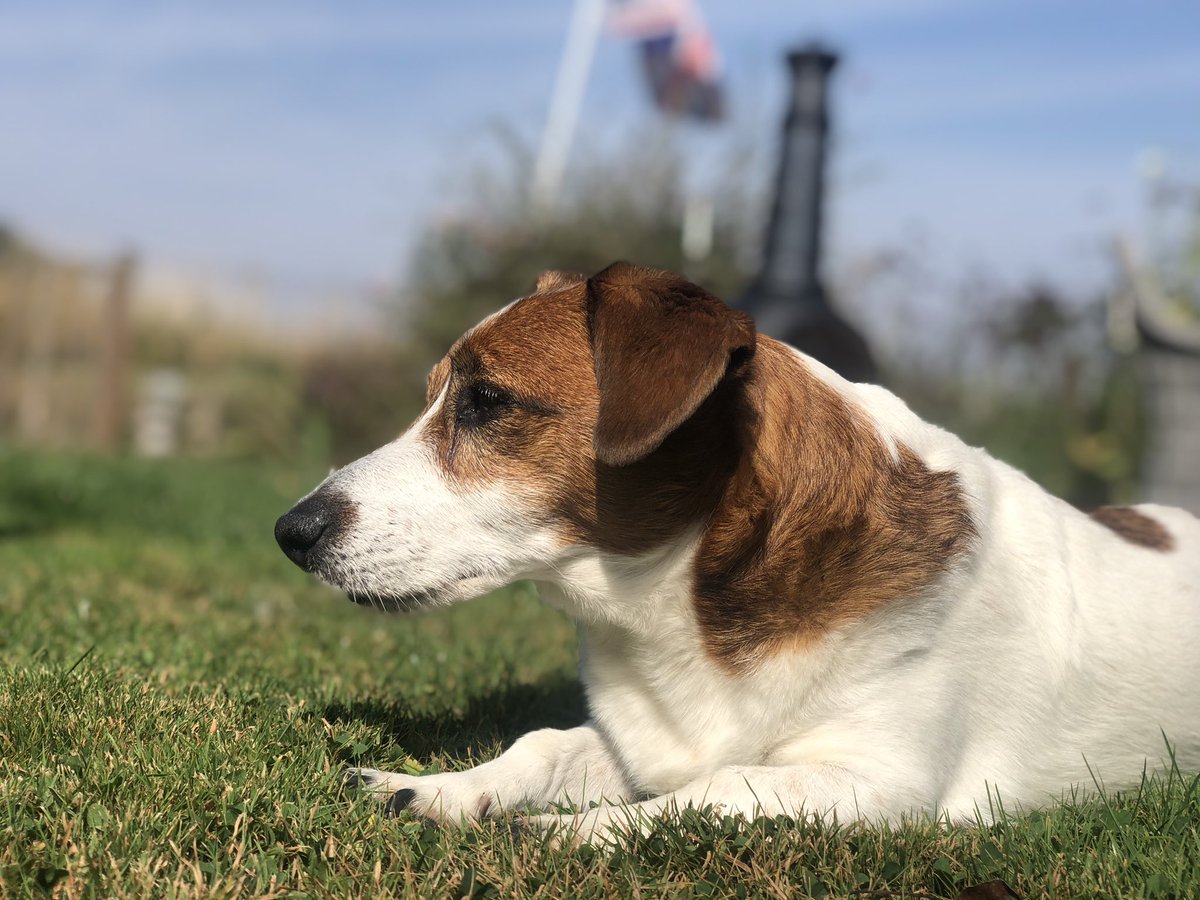Chappers2013's tweet photo. Lots to do in the garden today. All supervised by #littlelegs and @PBaloo 🥰
#rpdrex remained on guard duty at the front hedge 😊 https://t.co/0C0oRrEESo