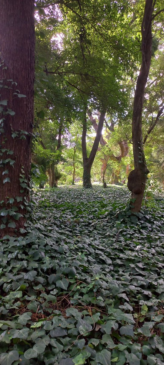 aelm66's tweet photo. Botanical garden in Buenos Aires 🥰 https://t.co/xbxSkOwVLO