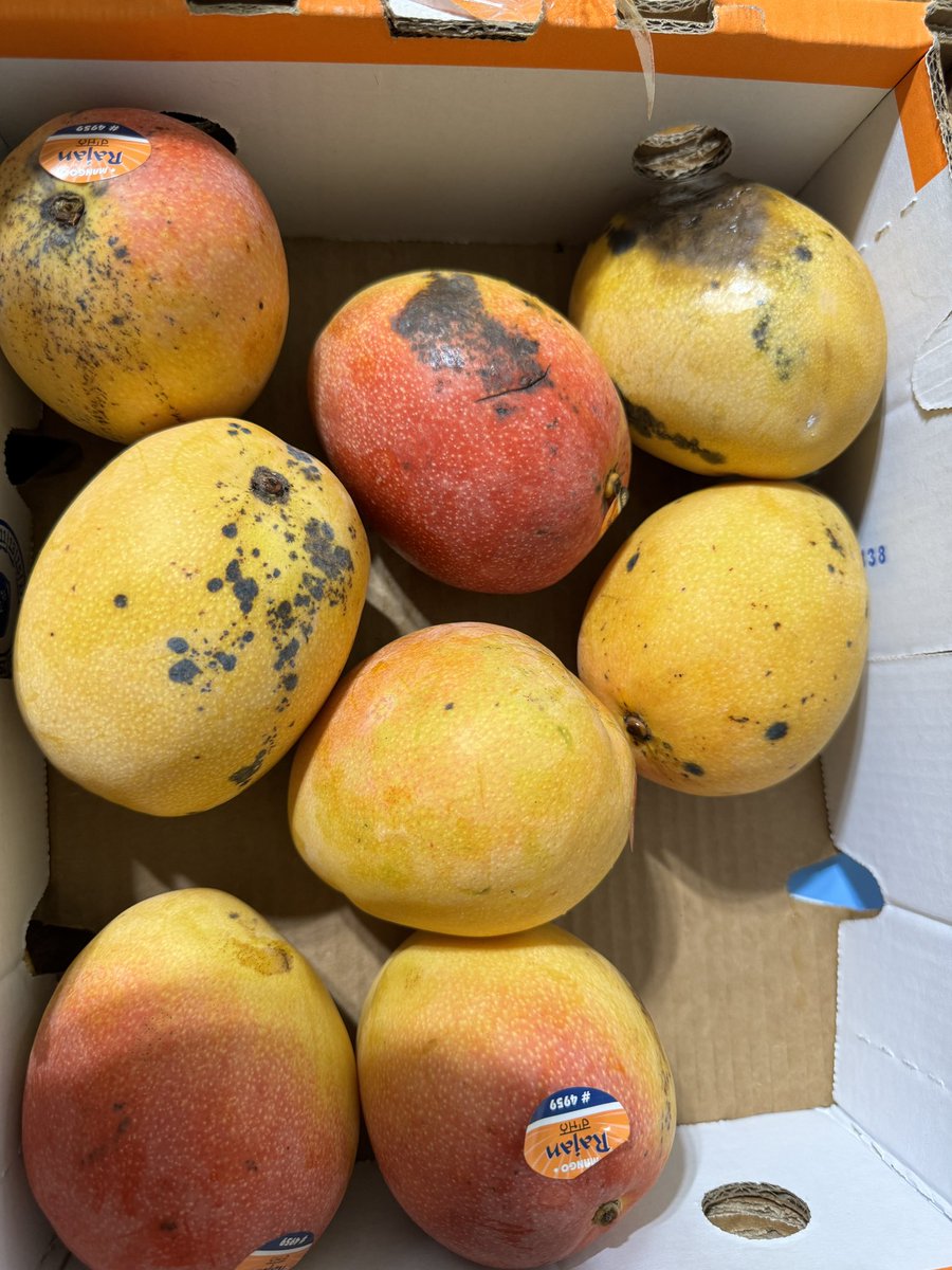 Rajan Mangoes is Fruiticana’s signature 🥭. Their box contains 9 🥭 out of which 3 are always rotten. First, v used to replace the rotten ones with fresh ones. But now they sealed the box wid tape so no one can change it. Everyone is forced to pay for rotten 🥭too. #fruiticana 👎