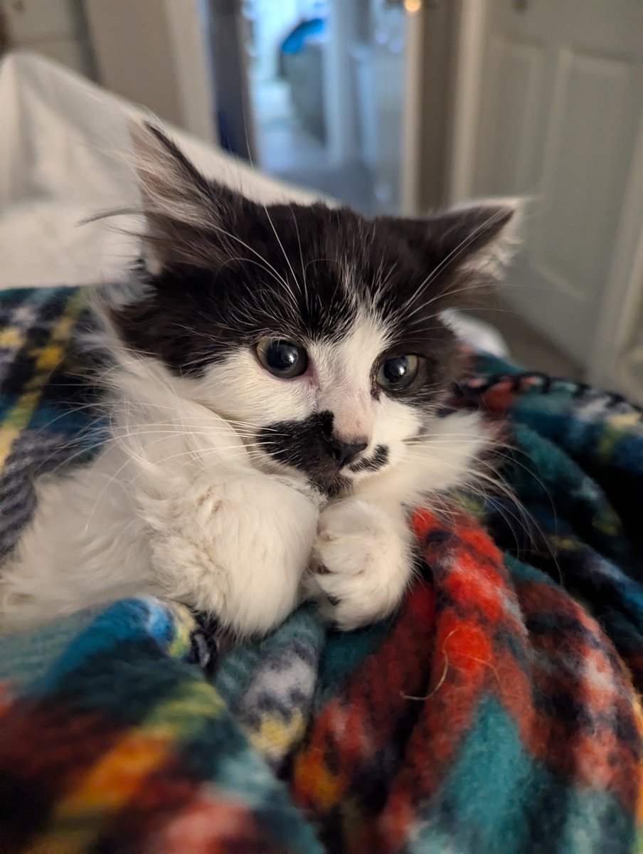 PurrsandFurs tweet media