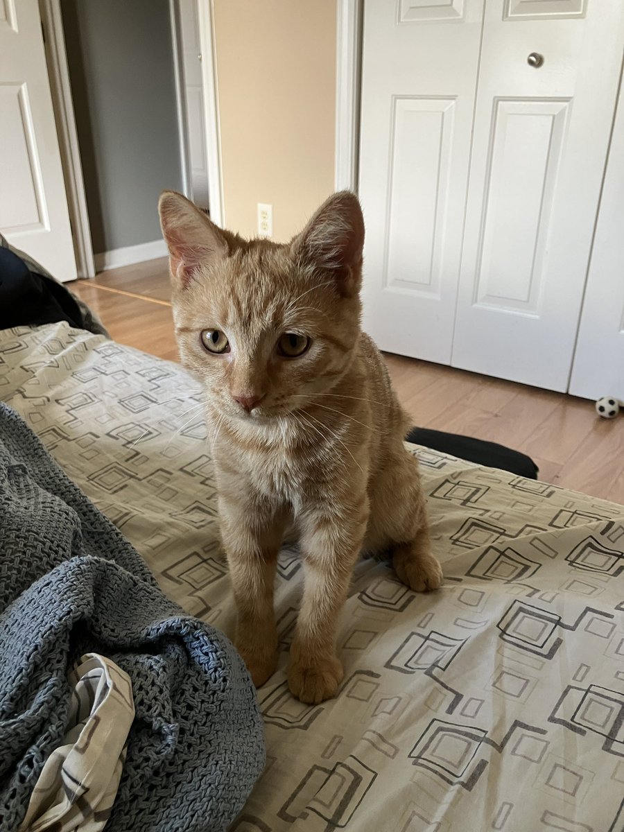 Happy #GingerCatAppreciationDay from this little Flerken!