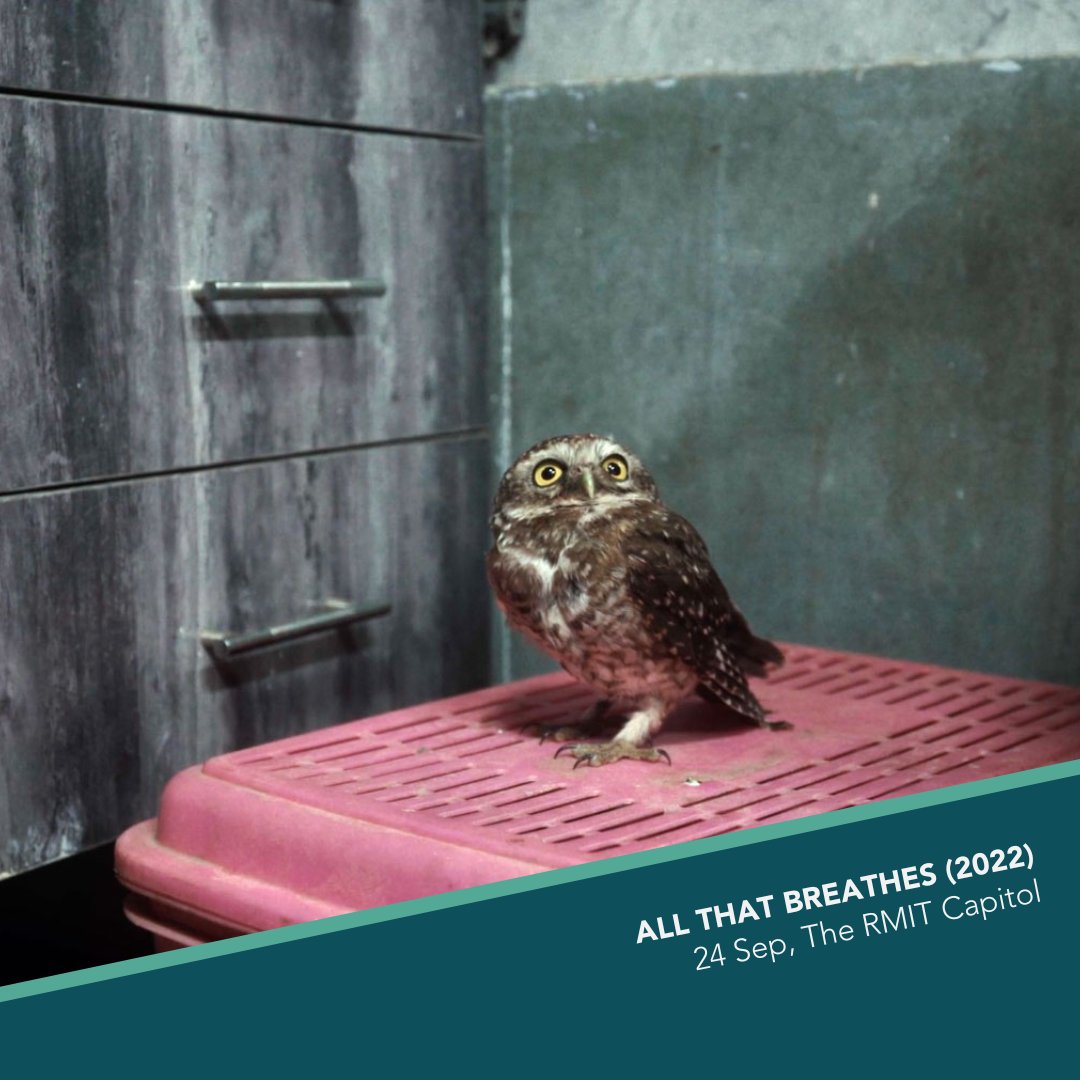 EFFA_AUS's tweet photo. @RisingTideAus @SeedMob Then join us on Tue 24 Sep at @rmitculture's Best (environmental) Films You've Never Seen screening of the award-winning 'All That Breathes' (2022) at the beautiful Capitol cinema. Includes introduction and Q&amp;A.

Tickets just $10 at https://t.co/3oab5jqHIr https://t.co/h47HglnIBI