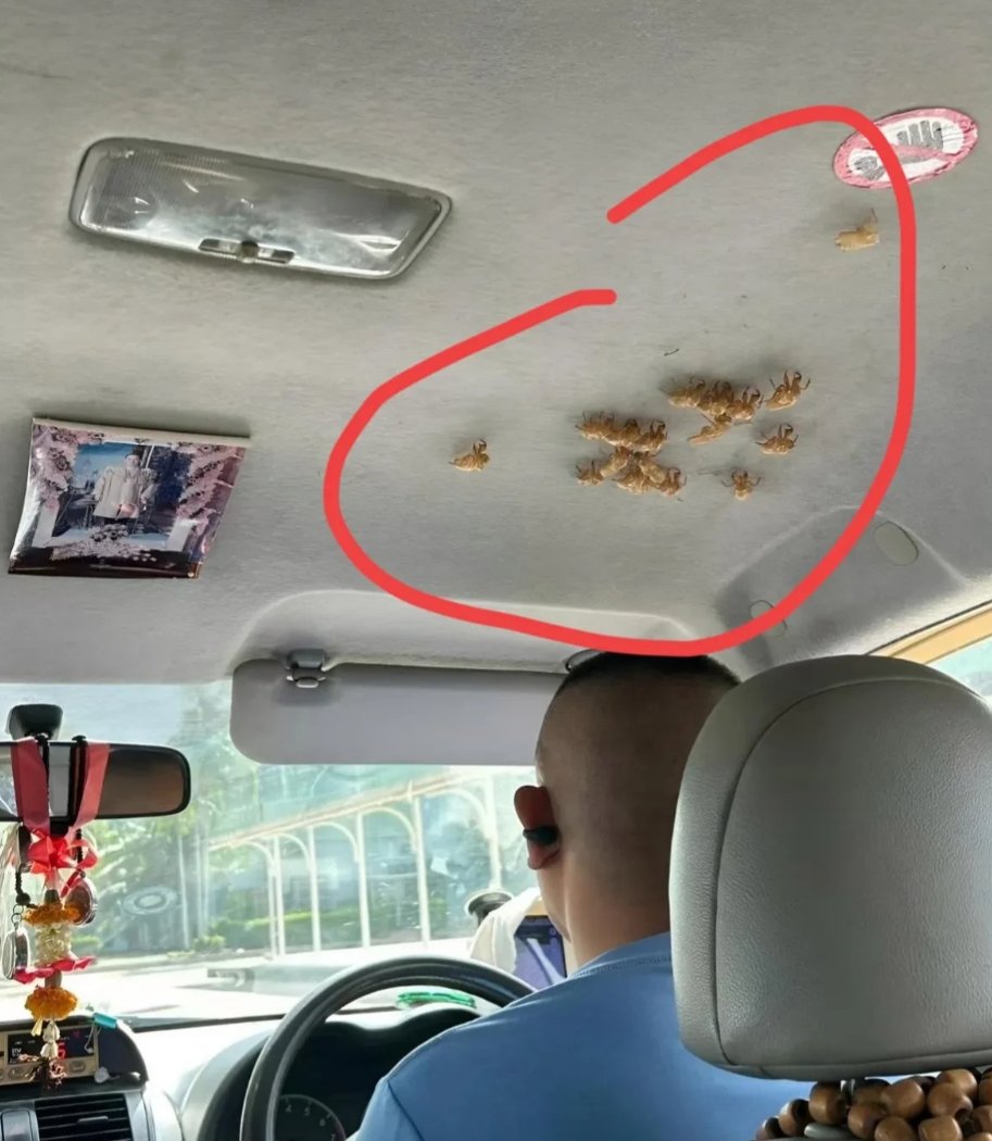 暴躁橘子（互fo） tweet media