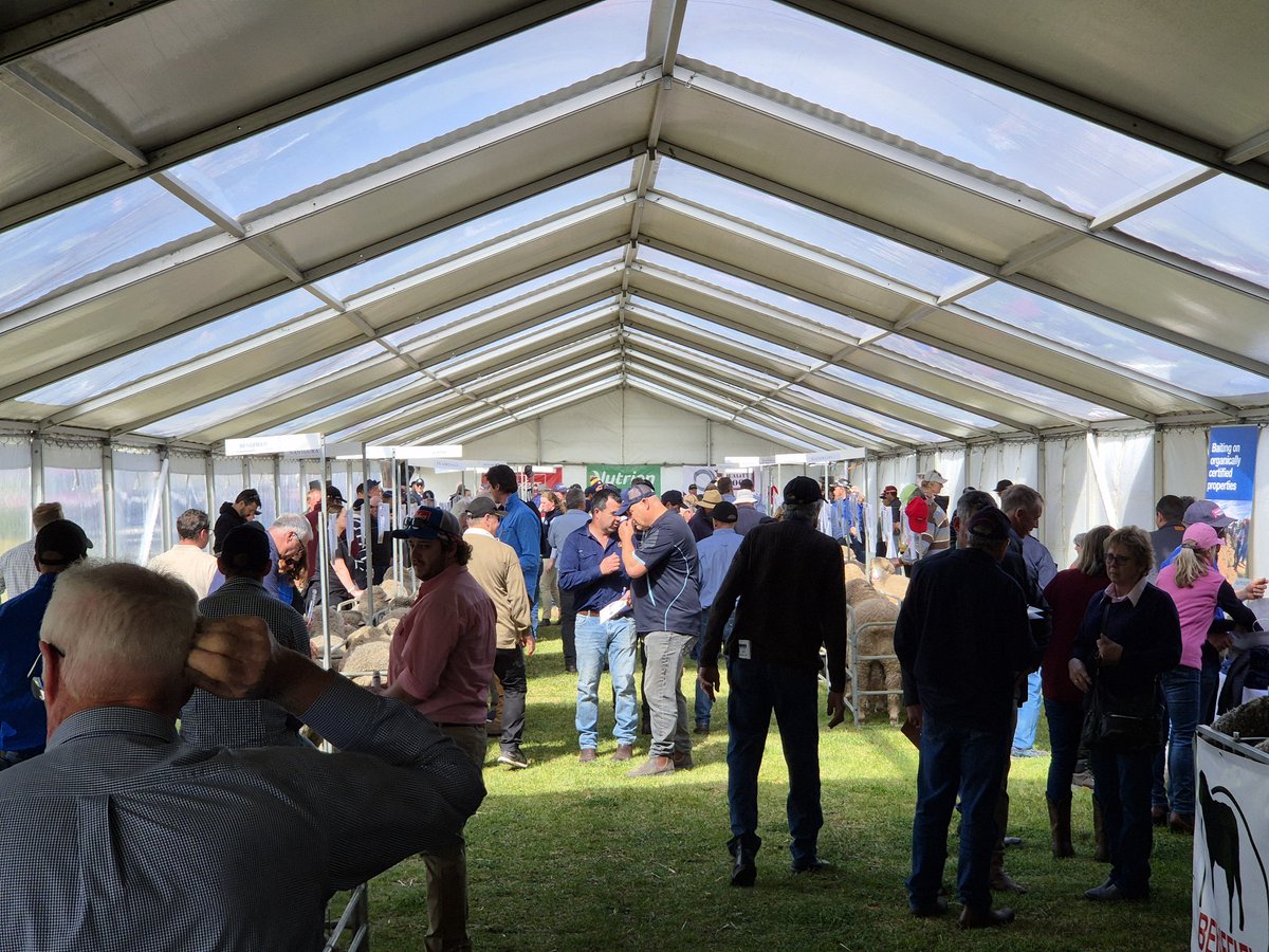 Mobishear Australia (@mobishear) on Twitter photo The crowd is building for <a href="/ClassingsLtd/">CLASSINGS P/L</a> 2024 classic.
Some great genetics on offer here today. The crowd is building for <a href="/ClassingsLtd/">CLASSINGS P/L</a> 2024 classic.
Some great genetics on offer here today.