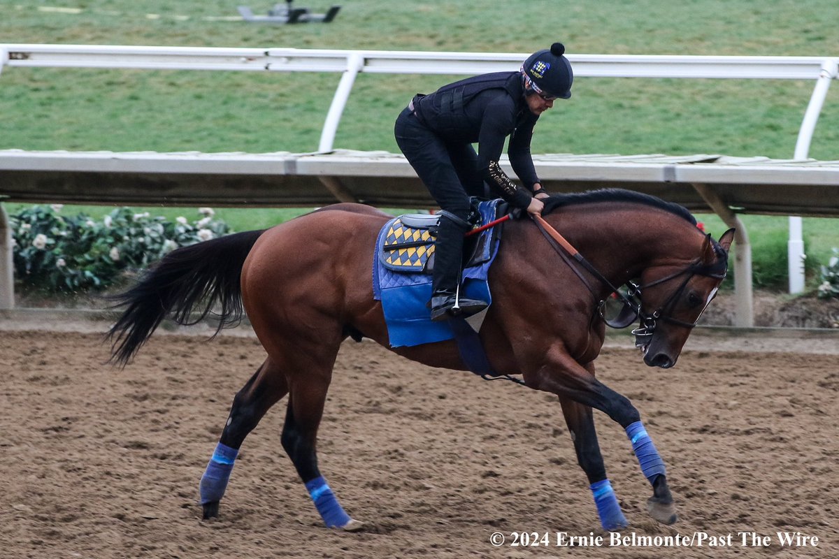 Ernie_Belmonte's tweet image. Newgate galloping yesterday morning. @hutagomez_gomez