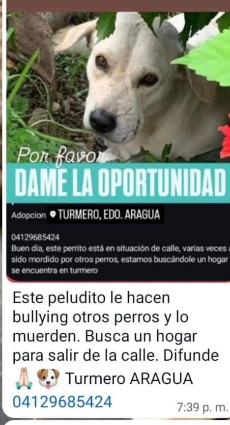 Necesita un hogar temporal o definitivo URGENTE, Turmero-Aragua. Caso de terceros