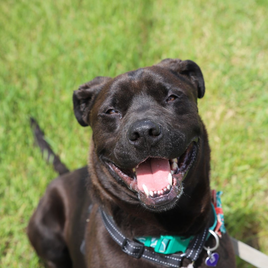CalgaryHumane's tweet photo. Happy Pride Calgary! ๐พ๐๐๐ณ๏ธโ๐
#PrideCalgary #LoveIsLove #PrideParade #EqualityForAll #PrideMonth #PrideCelebration #DiversityMatters #InclusiveCity #ProudAndFree #YYC #Calgary #Alberta https://t.co/pqYB3fSd4f