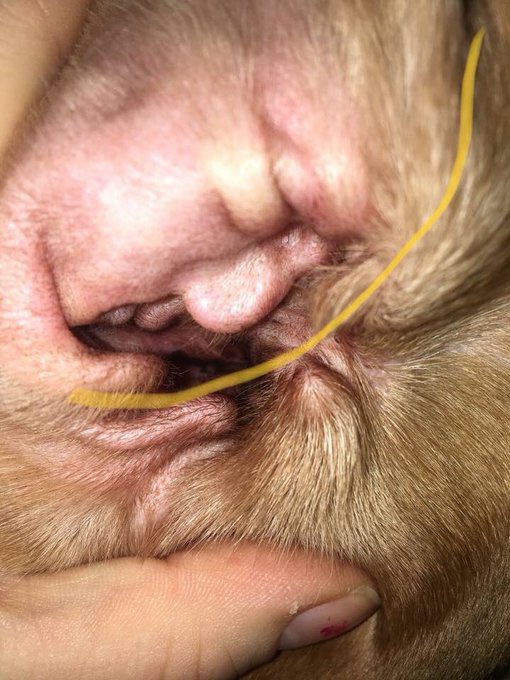 When you’re cleaning your dog’s ear, and you find Trump in there.
