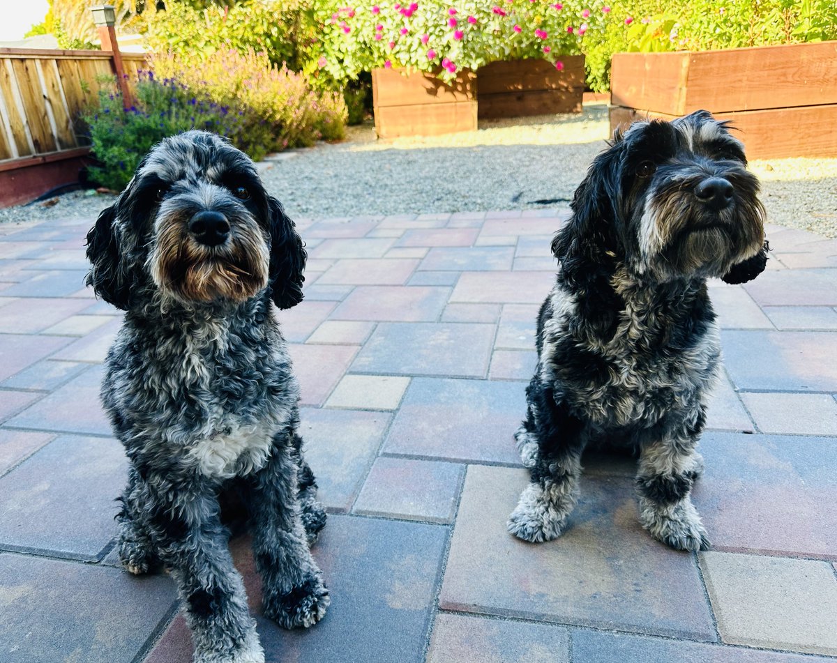 Happy Birthday Ziggy (left) and Juno 🎂🎉

These sisters turned four today! 🤍🤍