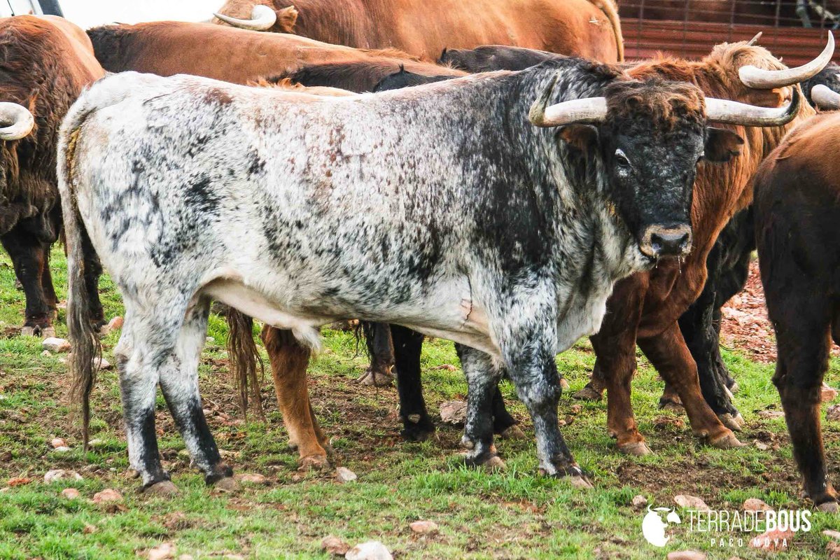 Ignacio Mantilla Prada tweet media