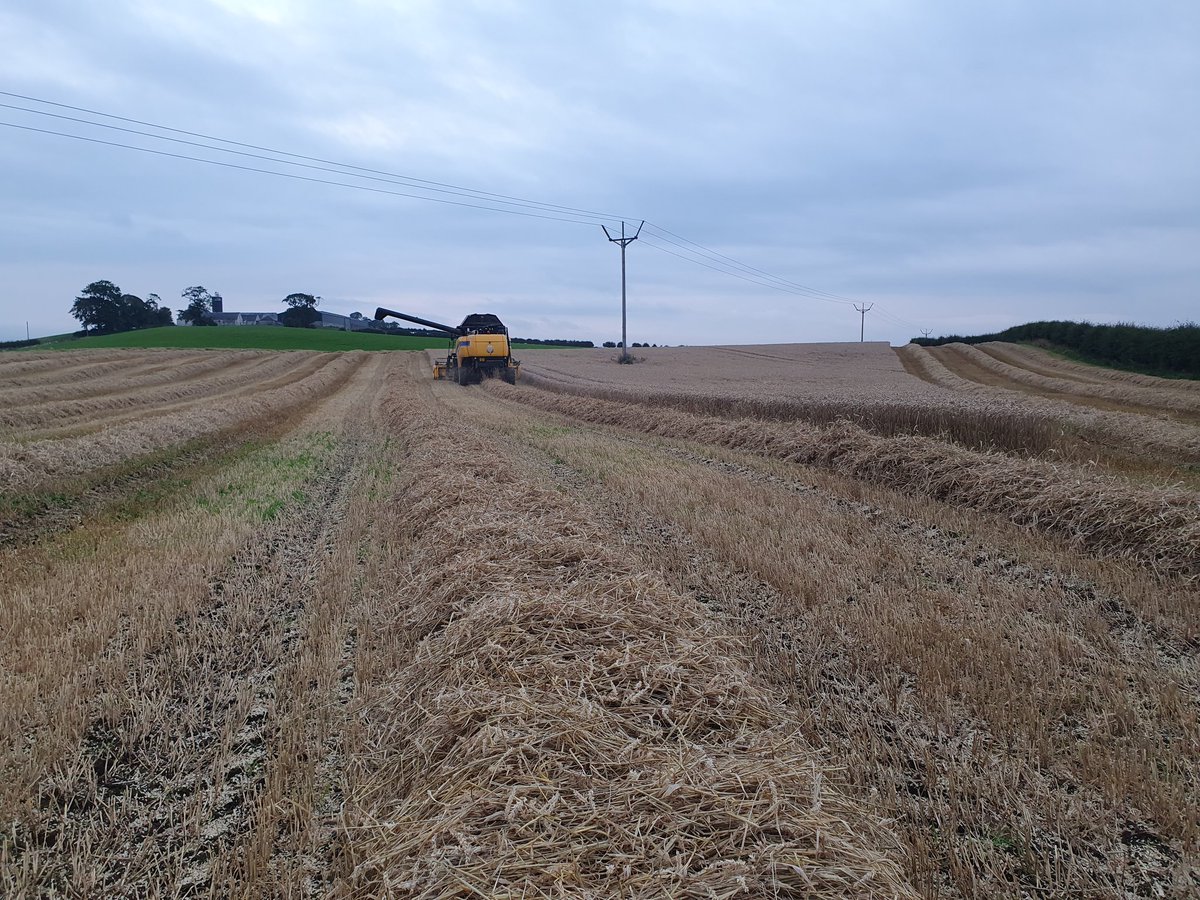 Some flat in places spring barley and some winter wheat with rain near stopping play 😅 productive Sunday