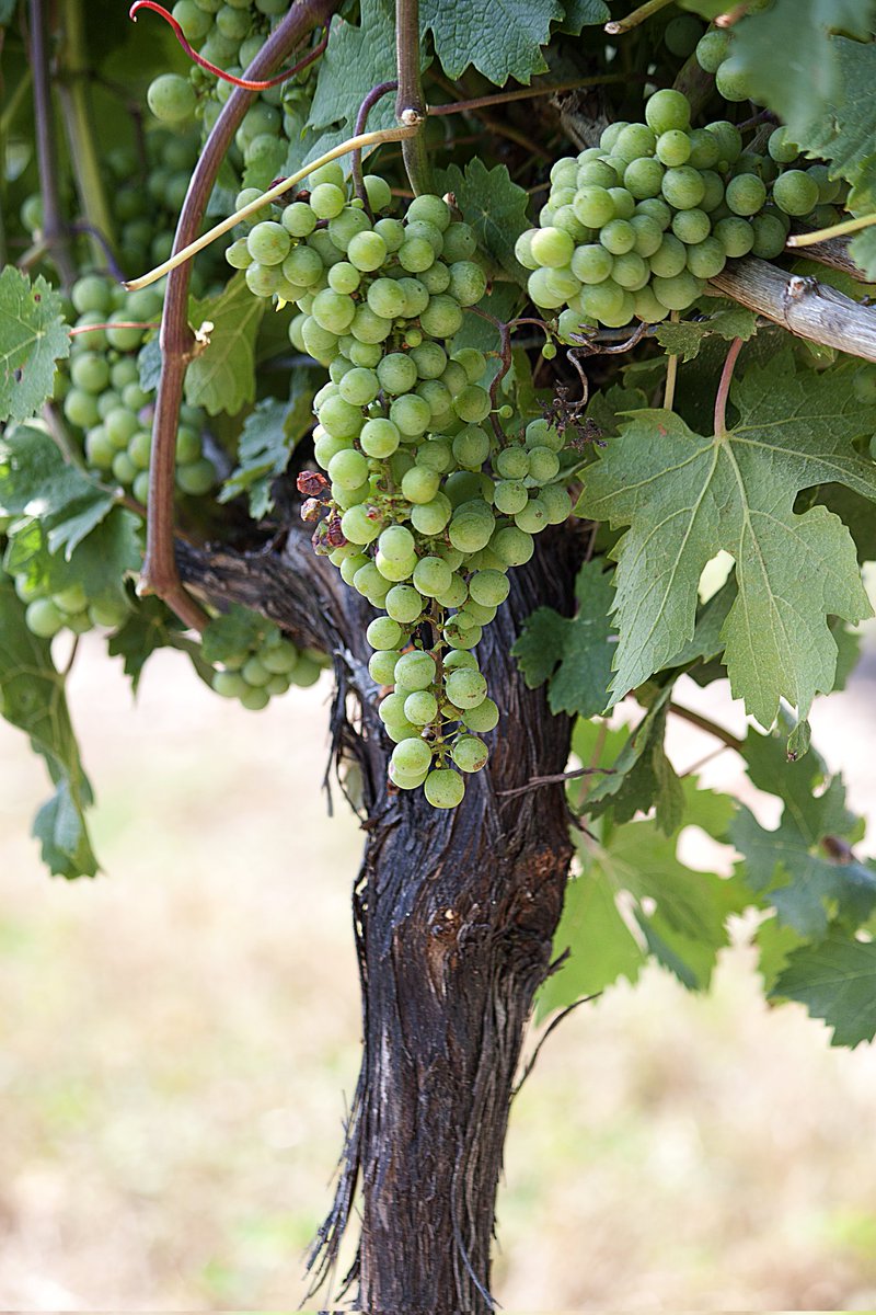 Nicola Gordon tweet media