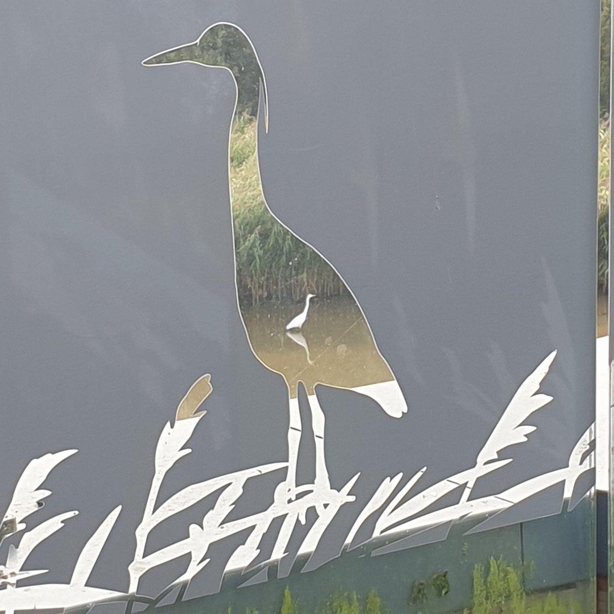 Great Egret from the Estuary Tower at Slimbridge . . .