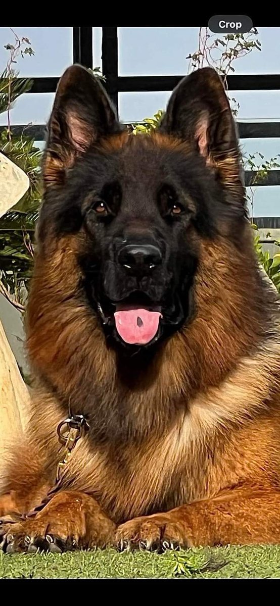 معلش يجدعان الناس ال اشتريت خطرهم يبعتو الباقي علشان عايز اشتري كلب 🔞