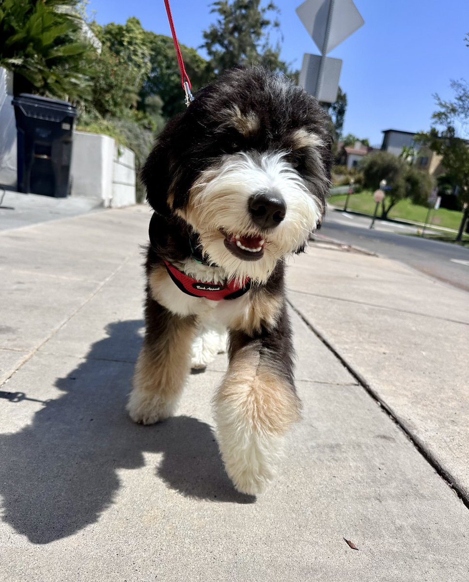 movinpaws's tweet photo. Welcome to the Movin’ Paws 🐾 family sweet little Marley! 😍💜🐾🫶 #movinpaws #dogwalking @movinpaws https://t.co/bwoDjIKR7a