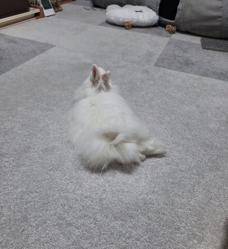 うさけつようび