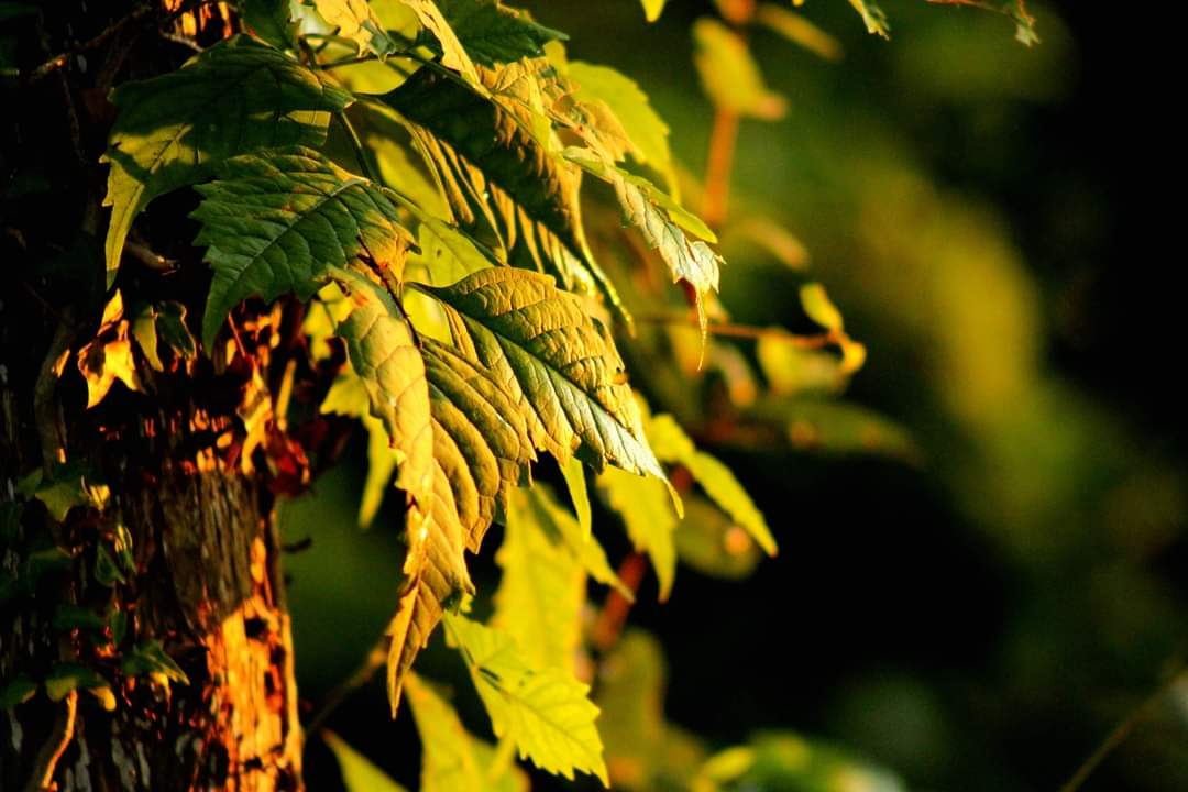 AcyRunway13's tweet image. A golden sunset on the 1st day of September, feeling the ease of Sunday...🍂🌅🍂
#nature #sunset #tranquil #September1st #sundayvibes 
#NaturePhotography