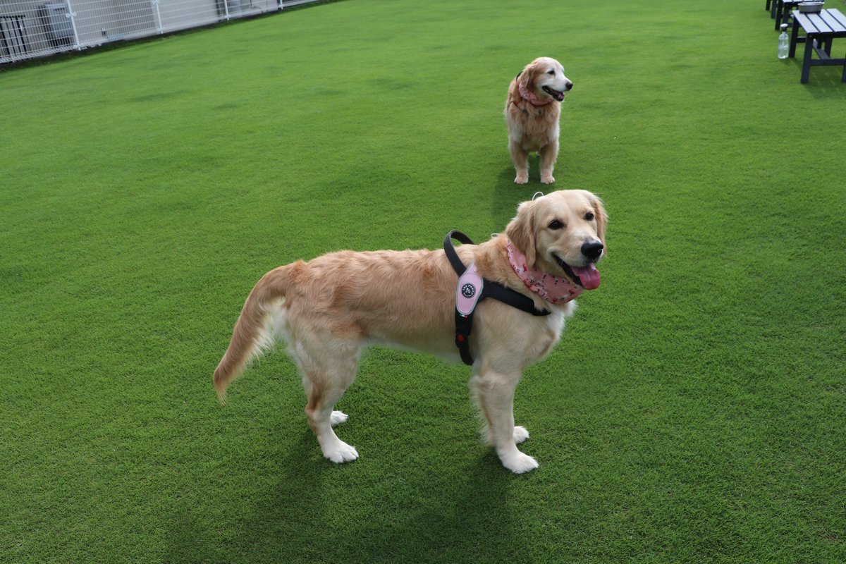 ausruf's tweet photo. 昨日のうちのわんこ達🐾 https://t.co/iTgCRLbLIf