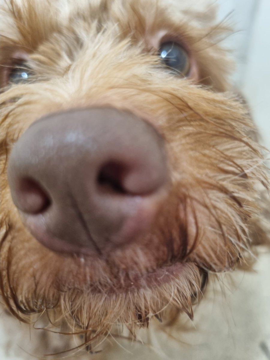 marie_kate2's tweet photo. Get a Cockerpoo... never feel alone on the toilet again #VelcroDogs https://t.co/srB1jh9Vqq