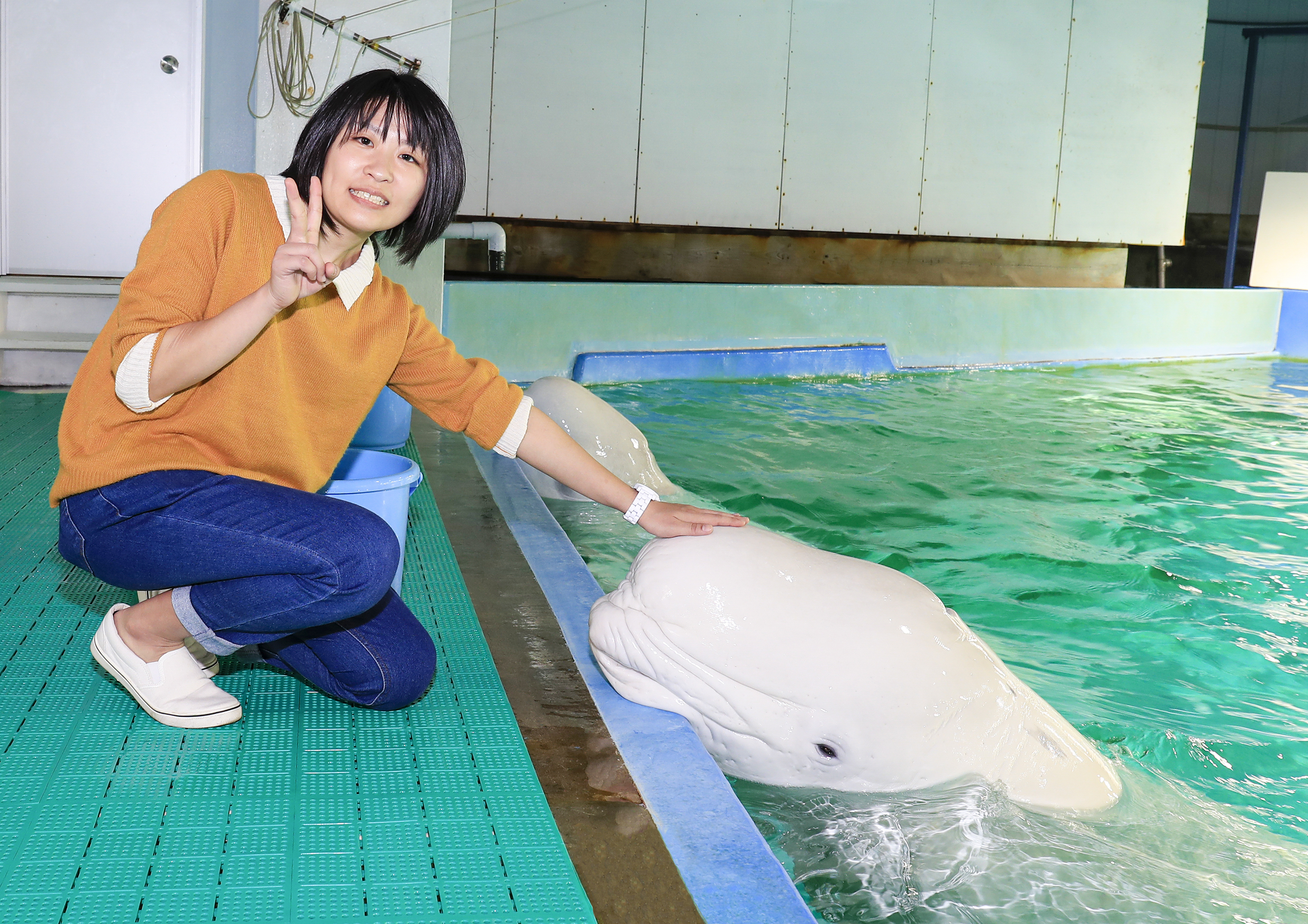 鴨川シーワールド　特大シャチ　未開封 鴨川シーワールドで待望の「超特大シャチぬいぐるみ」爆誕