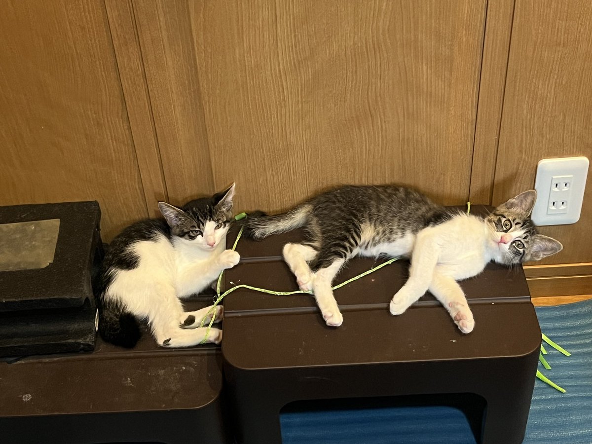 hidechin13's tweet photo. 近所の方が保護してた姉妹のニャンコ達が家族になりました！
茶トラは先住です。 https://t.co/WVzVDVXmLd