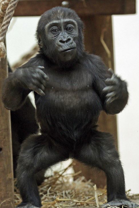 Tiny Gorilla tweet media