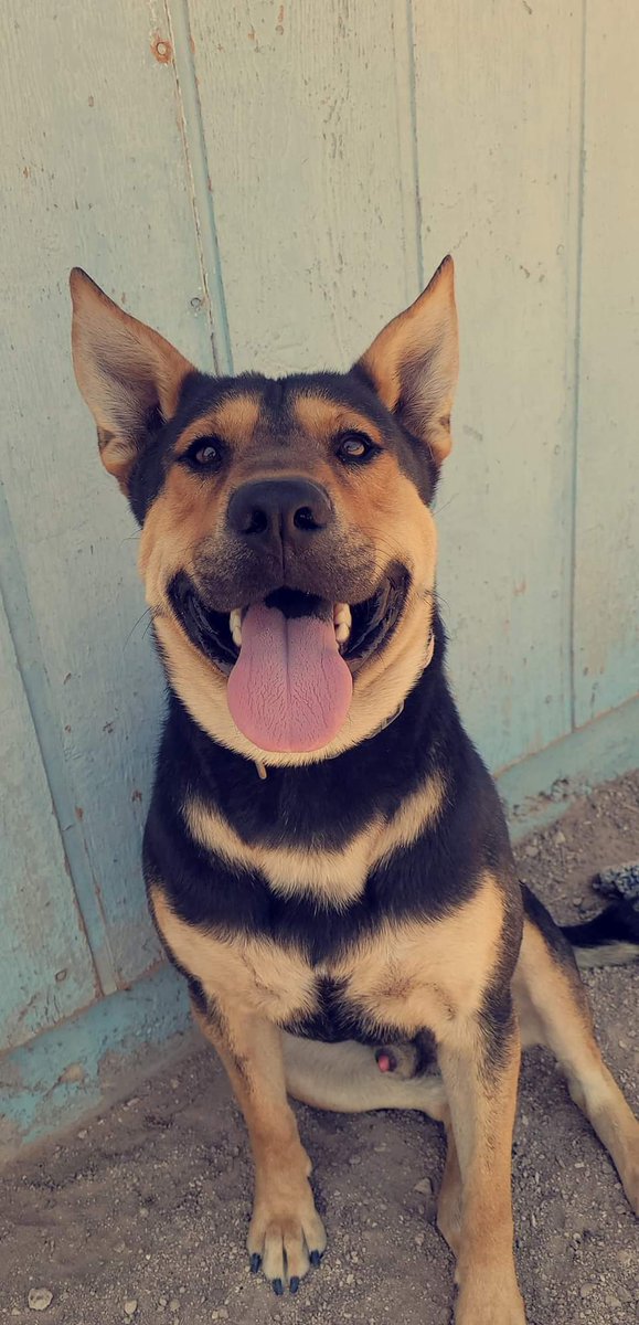 loonyman51's tweet photo. @whatsuptucson My dog has gone missing. His name is thompason. spoken like Tom-a-son. He's a mix of  Germanshepherd, pitbull, chow, and lab. he turns 5 years old this November. I am near Cardinal and valencia. Being the southwest side of tucson. Please contact me if you see him. https://t.co/epQiETKR0x
