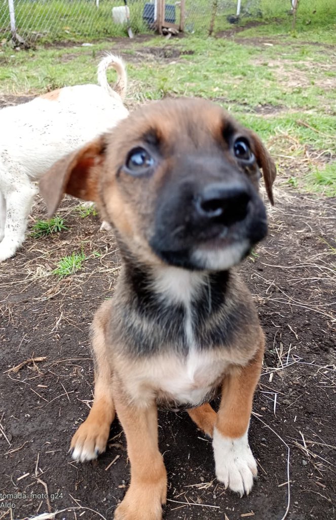Amigos,

Tenemos un kinder lleno de bebés perritos que urge esterilizar, vacunar y desparasitar 🥺 
Ya no sabemos cómo pedir ayuda o que participen en nuestras rifas, estamos súper estancados en deudas y responsabilidades que debemos cumplir, estos cachorros fueron abandonados en