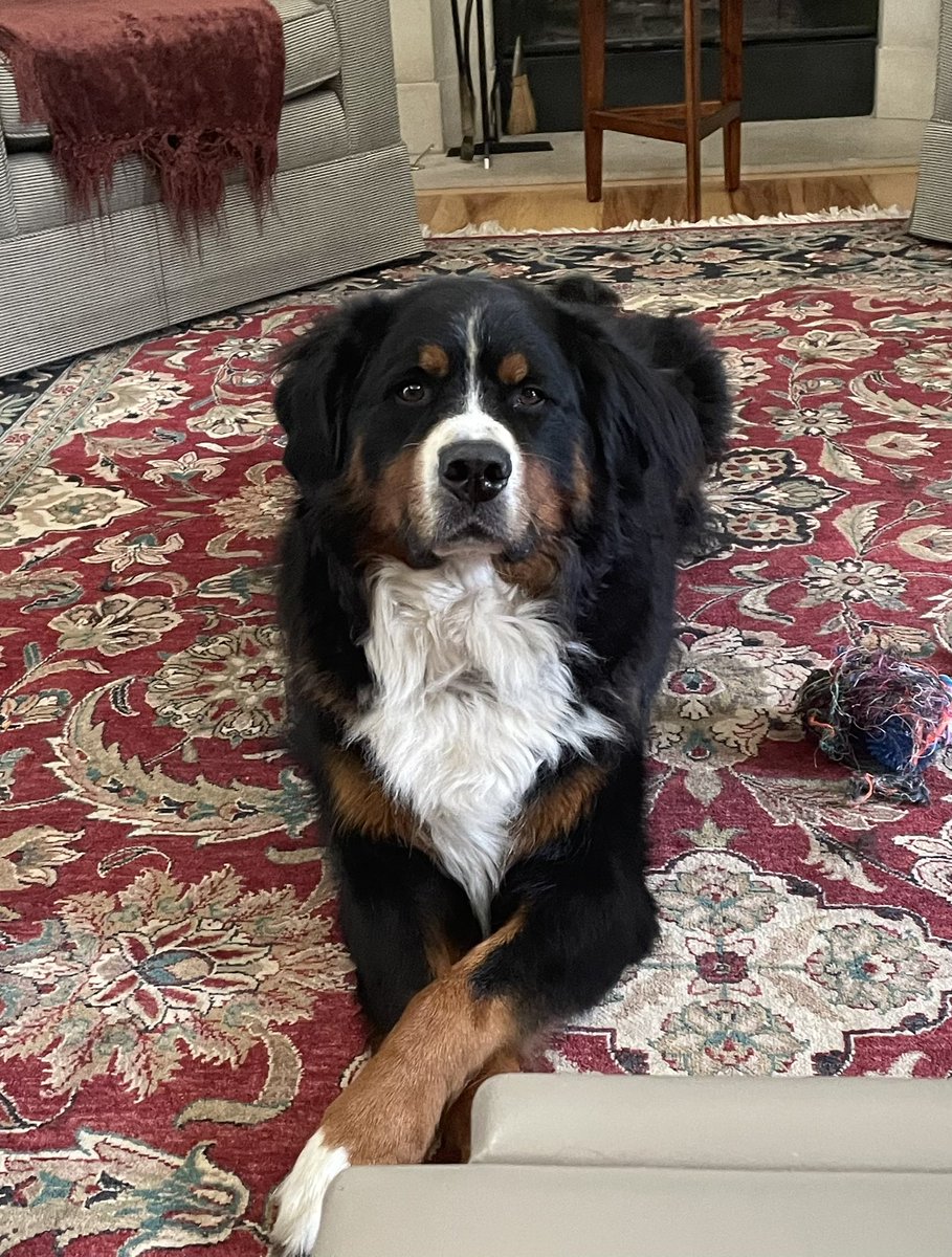 I’ve decided if I want engagement I’ll have to talk about my dog