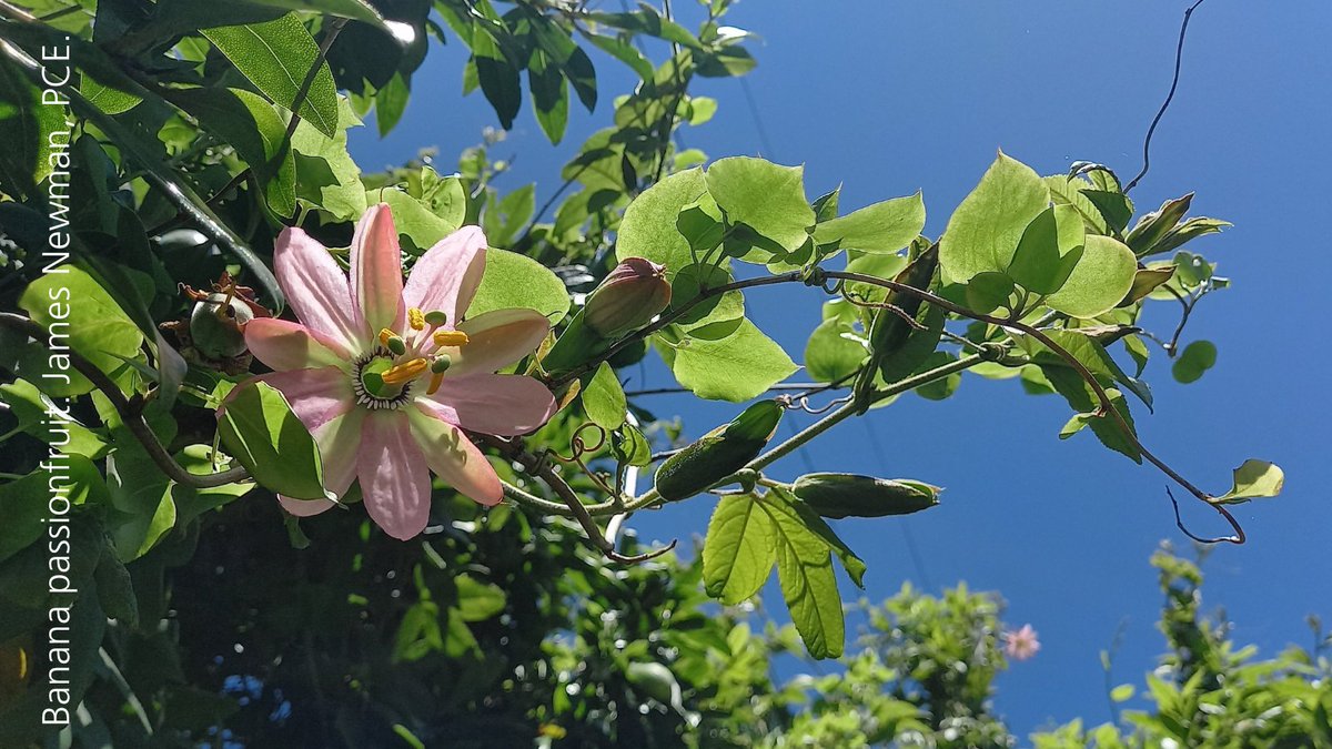 Not many New Zealanders see weeds as an urgent biosecurity priority, but they pose as great a threat as our four-legged, two-eyed predators. The PCE has written to the Ministers of Conservation and Biosecurity to ask for greater action on weeds. bit.ly/weeds2024