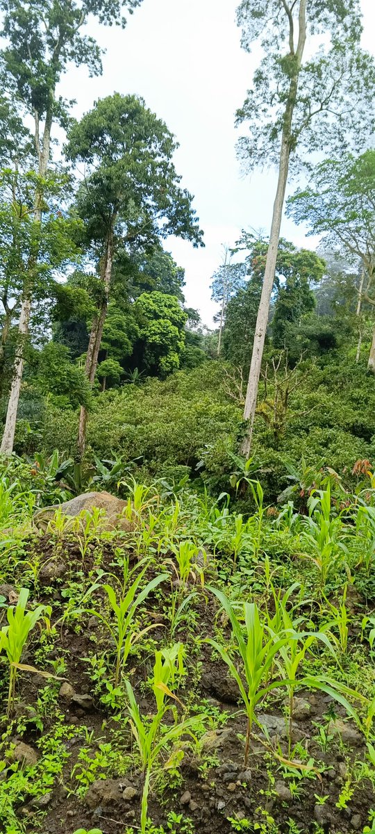 Tangwa Abilu.🌿🌏🌾🍀🍃.SDG's. tweet media