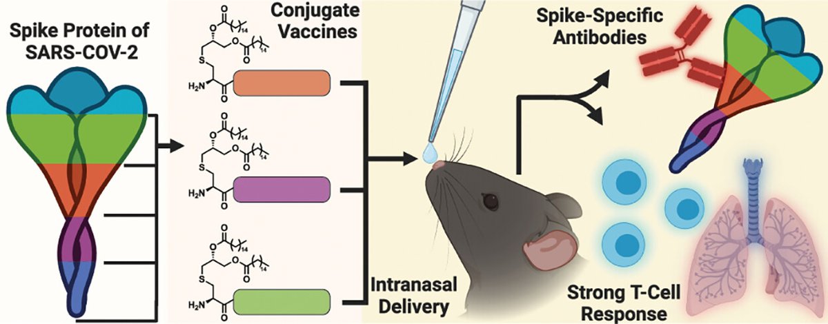 Payne Research Group (@payneresearch) on Twitter photo Excited to share with you <a href="/JoshWMaxwell/">Josh Maxwell</a>'s work with our longterm collaborator <a href="/A_Ashhurst/">Anneliese Ashhurst</a> on intranasal COVID vaccines! Fear of needles? No worries here. pubs.acs.org/doi/10.1021/ac… Excited to share with you <a href="/JoshWMaxwell/">Josh Maxwell</a>'s work with our longterm collaborator <a href="/A_Ashhurst/">Anneliese Ashhurst</a> on intranasal COVID vaccines! Fear of needles? No worries here. pubs.acs.org/doi/10.1021/ac…
