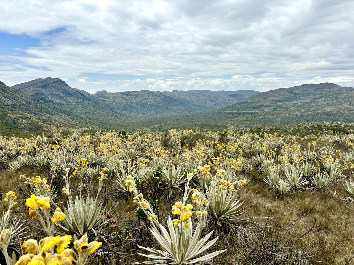 El páramo se llenó de flores 🌼