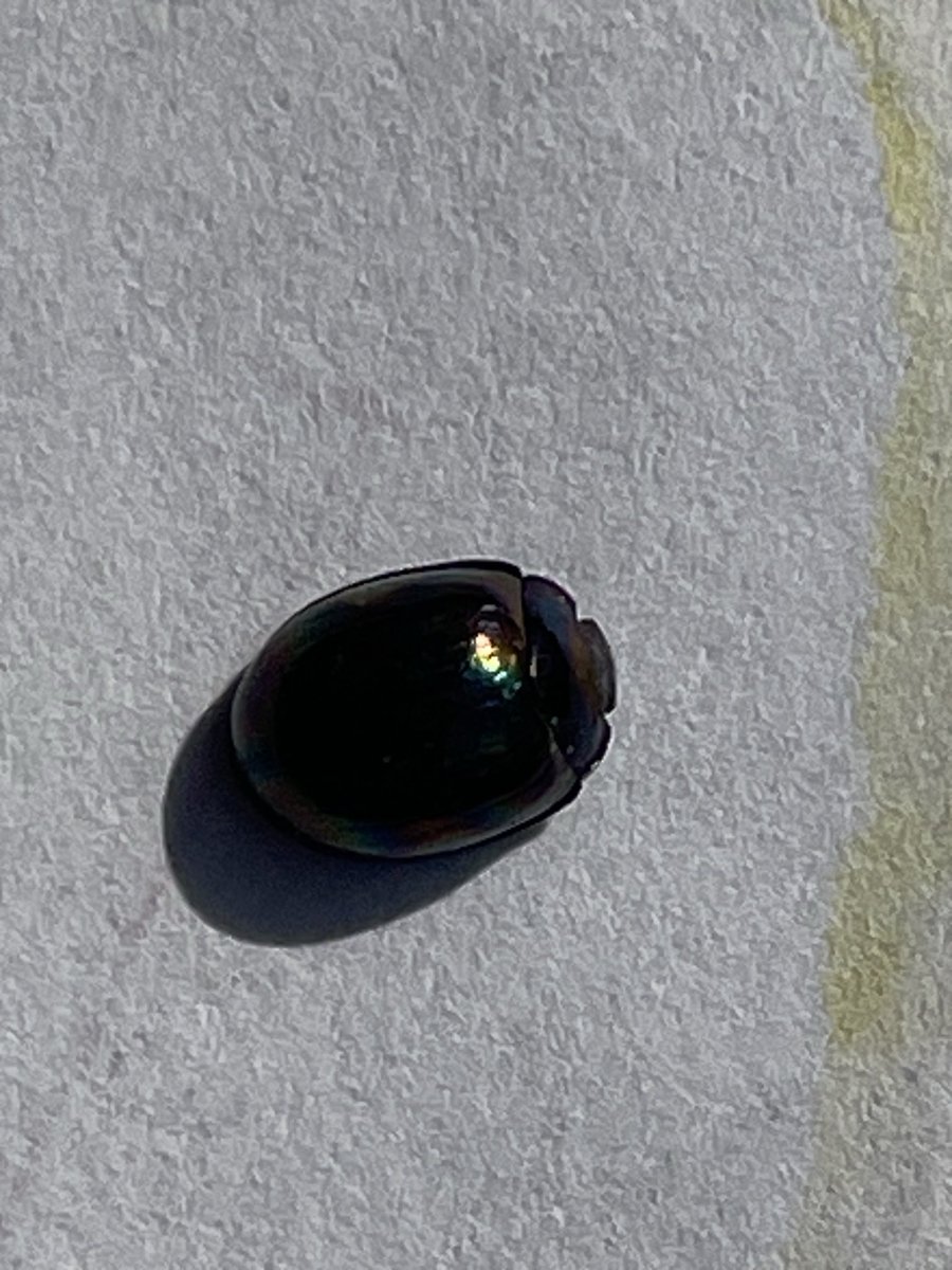 これは、てんとう虫ですか？