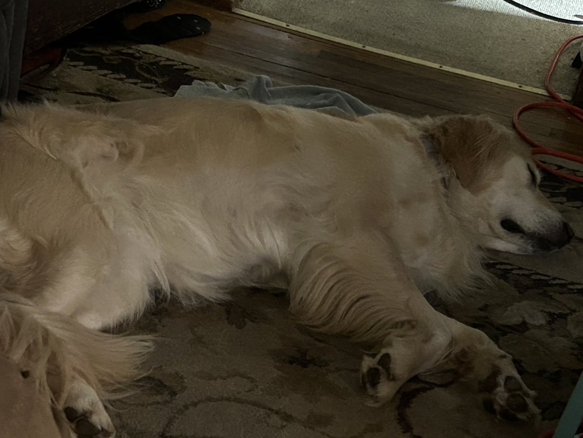 I give this sweet, cuddly, bunny murdering ball of anxiety back to her mom tomorrow. 
She’s a good girl and I love her so much. But I’m gonna go sit in a bookstore for like 3 hours after work and not rush home.