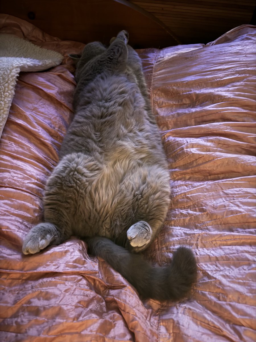 sarahmog's tweet photo. I think Leo’s comfy / his back paws curled over are so cute #CstsOfTwitter #KittyTwitter https://t.co/Xz2x2WicU9