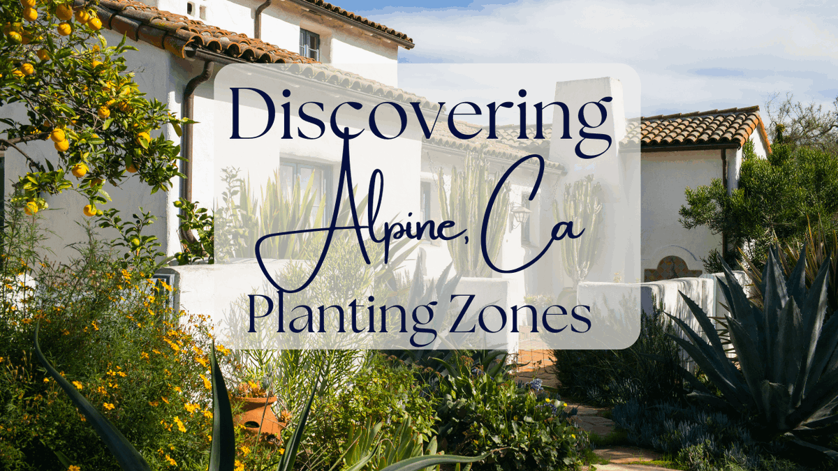 RachellRealtor's tweet photo. 🍅 When life gives you Alpine’s hot summers, grow tomatoes! Just don’t forget the sunscreen—for you and your plants. 
Another Installment of our Living in Alpine Guide: What Planting Zone is Alpine #AlpineRealtor
 https://t.co/ejKeBqIb29😎🌿 #Succulent #AlpineCA https://t.co/Jyp0d4TPtW