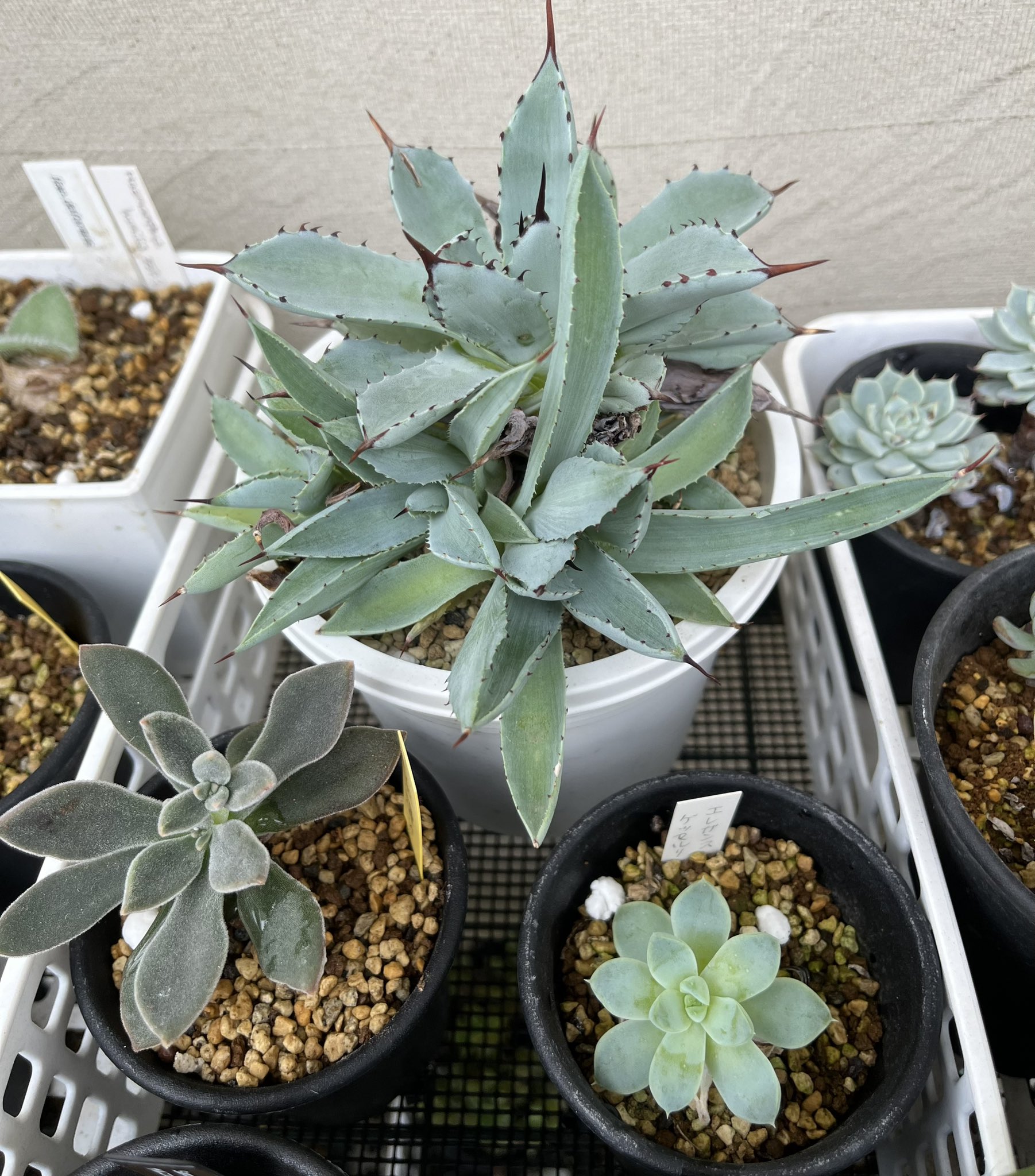 アガベコレクション株キュービック白覆輪斑入り抜き苗発送 アガベコレクション株キュービック白覆輪斑入り抜き苗発送