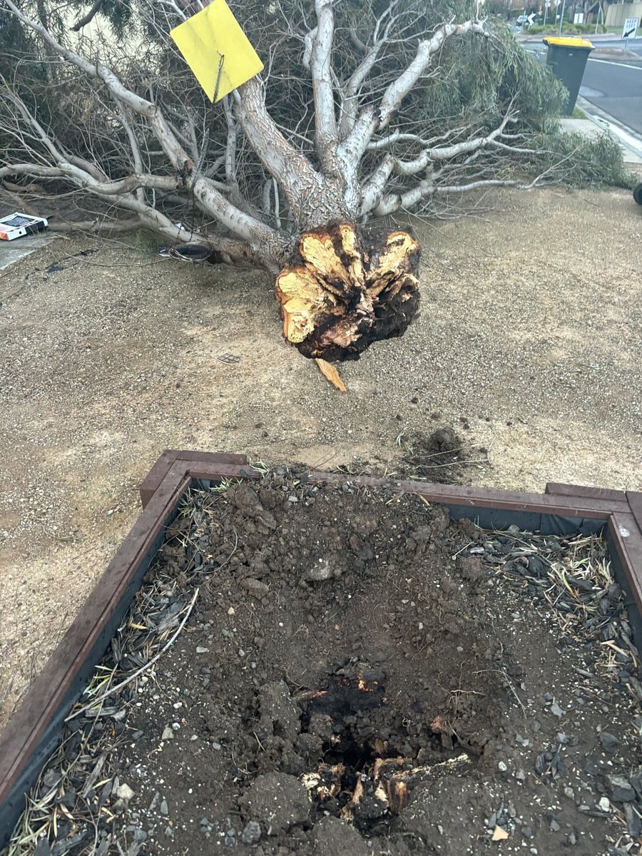 i_am_Vanshika22's tweet photo. Pretty epic winds...never heard it this strong before and seems it's only going to get worse

 #Melbourne #melbourneweather https://t.co/NodL21CF0Z