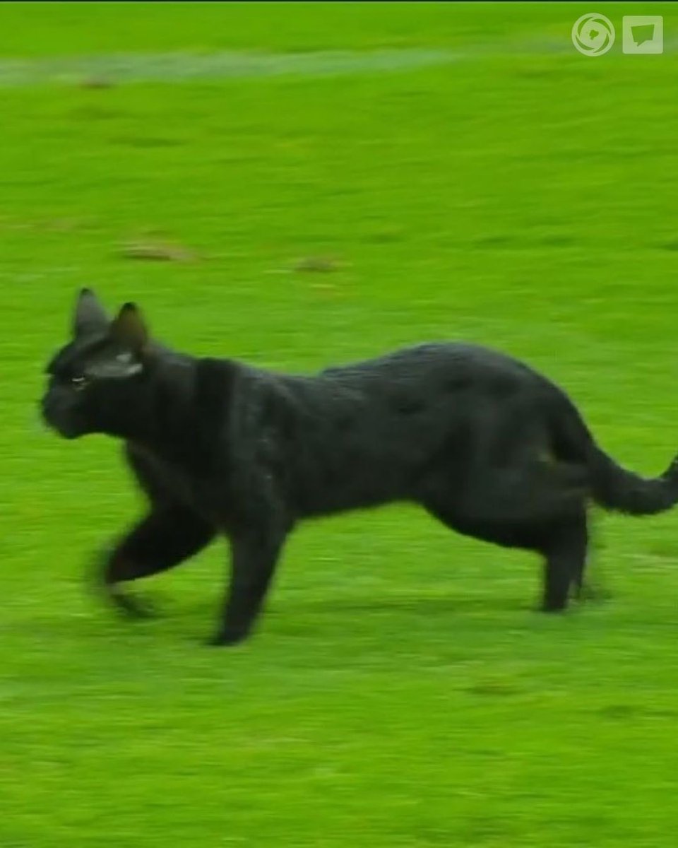 La figura del partido