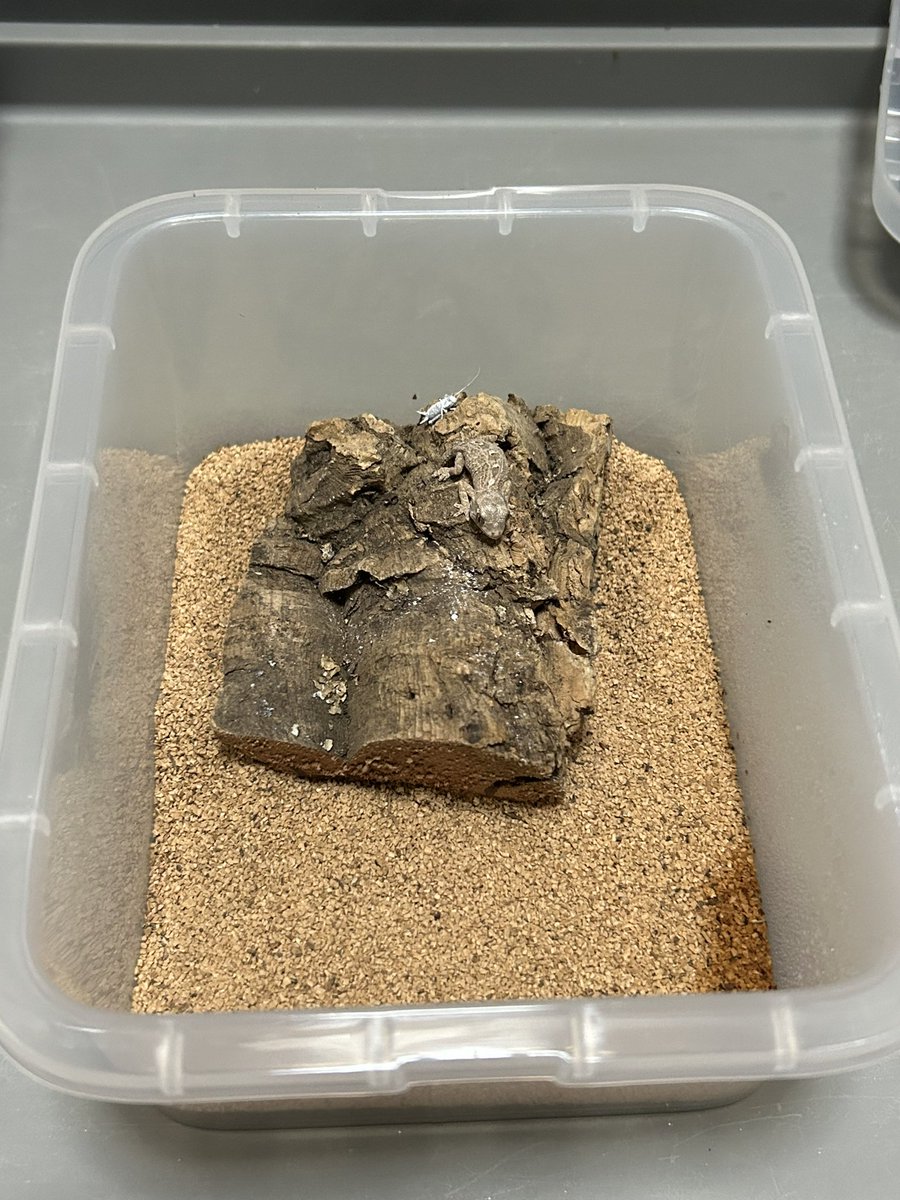 FsGecko's tweet image. ベビーのケージ完成！
って言っても蓋を切って鉢底ネット付けただけだけど🤣
DAISOさまさまや
大きめのコルクしか無かったからこれで我慢してくれ😅

 #爬虫類好きと繋がりたい   #爬虫類   #ヘルメット  #ヘルメットゲッコー  #繁殖 #長崎