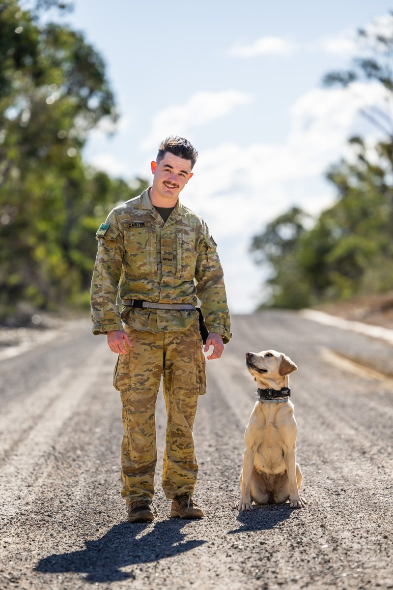 DefenceAust's tweet image. After a stringent selection process, #AusArmy handlers &amp;amp; their dogs receive intensive preparation before postings to combat engineer units where they become a key capability in larger search &amp;amp; safety mobility teams. #YourADF #explosivesdetection💥🐕 

📰 spr.ly/6016miWUy
