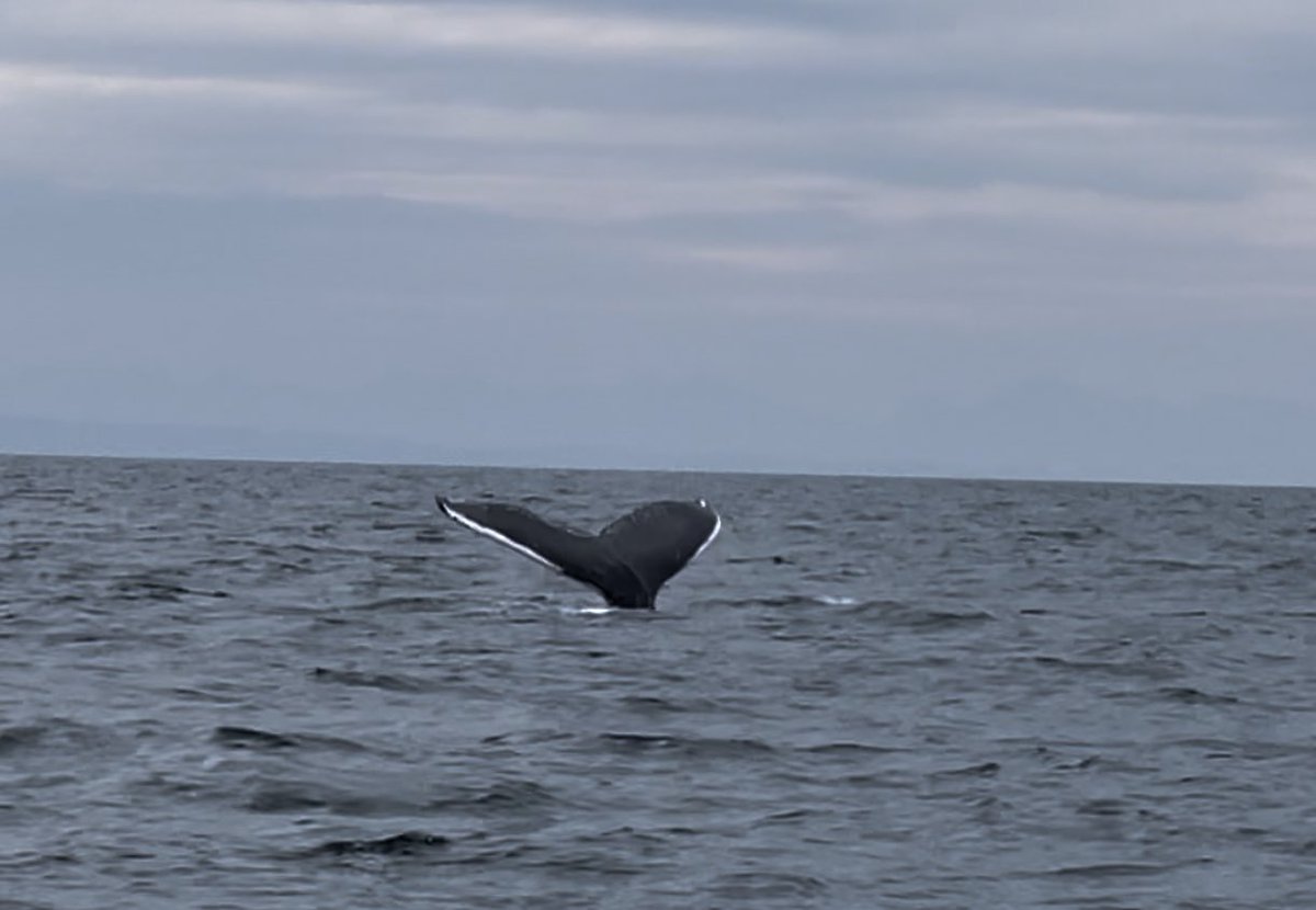 Immerse Hebrides tweet media