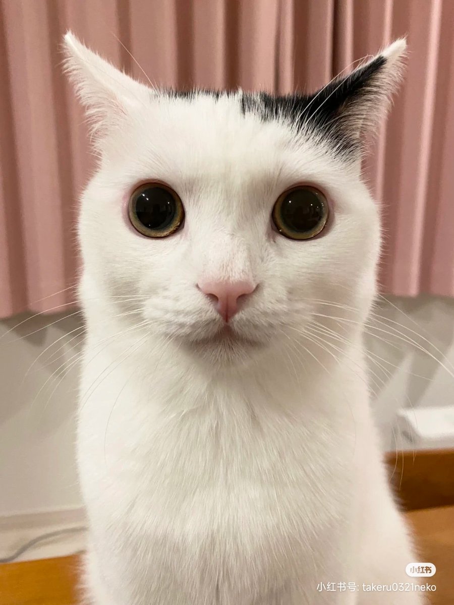 你好 @MizukiStarNeko